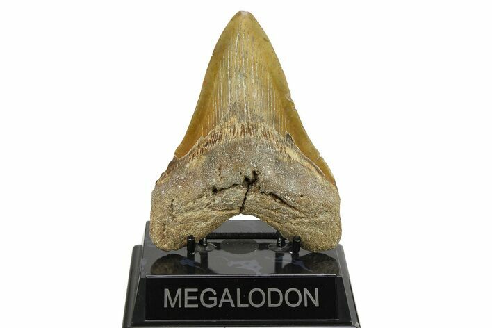 Fossil Megalodon Tooth - North Carolina #275525